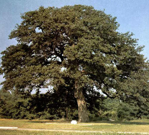 Bell County Charter Oak-1969